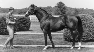 Northern Dancer at age 22 in 1983.